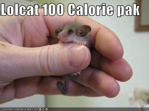 funny-pictures-lolcat-100-calorie-pack.jpg