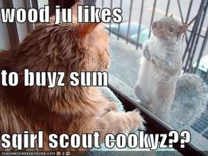 squirrelscoutcat.jpg