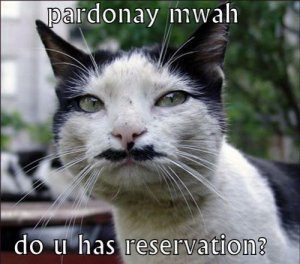 hehelolcat.jpg