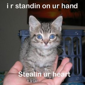 preshcat.JPG
