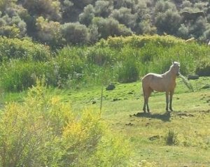 horse.jpg