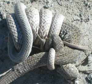 snake.jpg