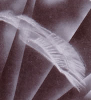Feather2.jpg