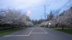 streetcherryblos..jpg
