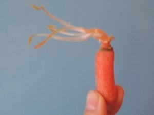 carrot01.jpg