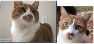 cattwins2.JPG cattwins2.JPG