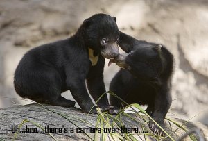 funny bears1.jpg