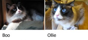 cuteollieandbookittahs.jpg
