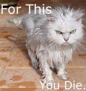 lolcatsdotcomhmtdssgnndfmrmj6.jpg