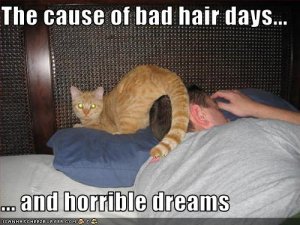 lolcatsbadhairbaddreams.jpg