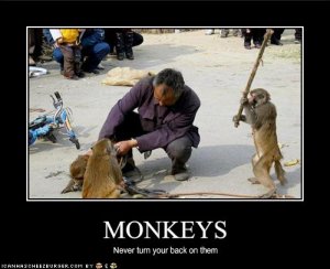 lolcatsmonkeys.jpg