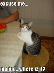 lolcatswherezmafud.jpg