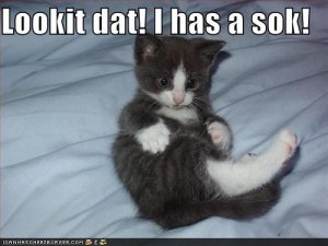 lolcatshasasok.jpg