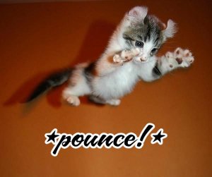 pounce.jpg