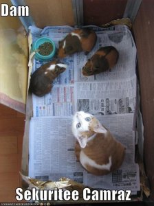 lolcatssekuriteecamraz.jpg