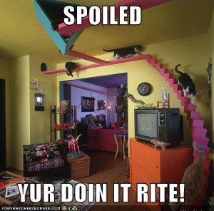 lolcatsspoiled.jpg