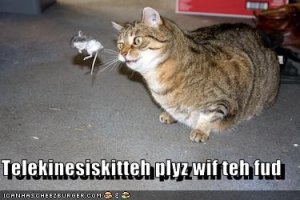 lolcatstelekenesis.jpg