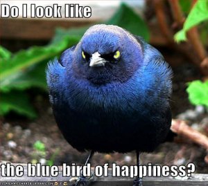 lolcatsbluebird.jpg