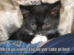 lolcatssideofbed.jpg