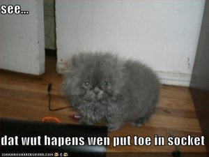 lolcatstoeinsocket.jpg