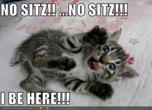 lolcatsnositz.jpg