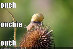 lolcatsouchiesnail.jpg