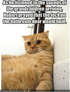 lolcatspoorhobart.jpg
