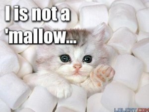 marshmallowkitteh.jpg