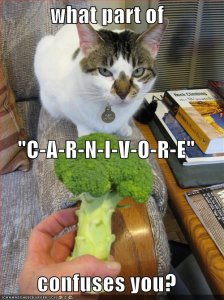 lolcatsbroccoli.jpg