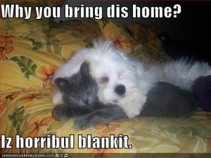 lolcatsdogasblanket.jpg