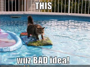 poolcat.jpg