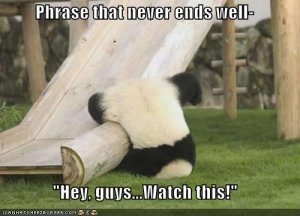 lolcatspandafalls.jpg
