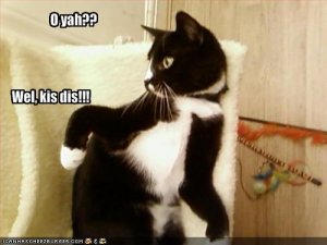 lolcatskisdis.jpg