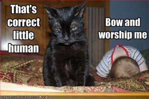 lolcatsworshipkitteh.jpg