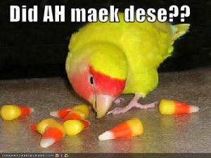 lolcatscandycorns.jpg