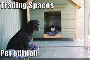 lolcatstradingspaces.jpg