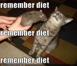 lolcatsonadiet.jpg
