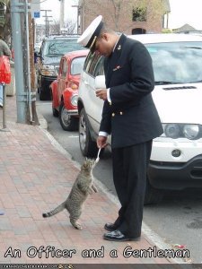 lolcatsofficergentleman.jpg