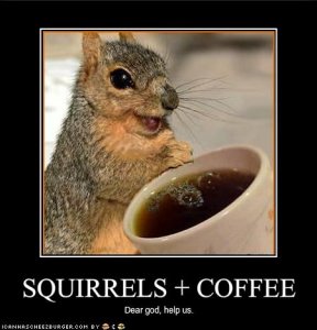 lolcatssquirrels-coffee.jpg