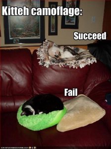 lolcatscamo.jpg
