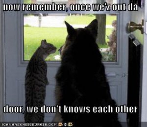 lolcatsremember.jpg