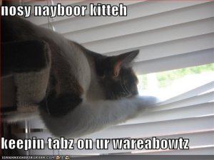 lolcatsnosynaybor.jpg