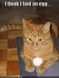 lolcatslaidanegg.jpg