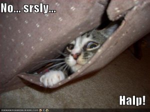 lolcatssrslyhalp.jpg