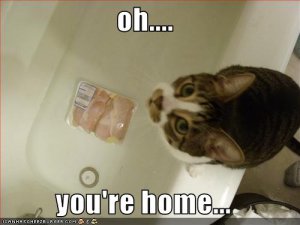 lolcatsohyourehome.jpg
