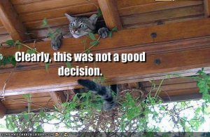 lolcatsnotagooddecision.jpg