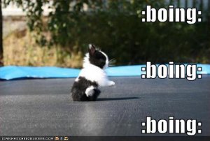 lolcatsboing.jpg