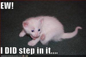 lolcatssteppedinit.jpg