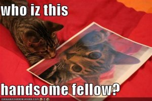 lolcatshandsomefellow.jpg