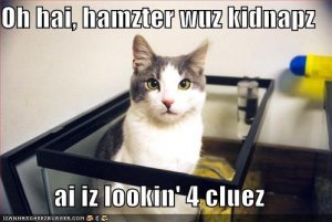 lolcatslookin4cluez.jpg